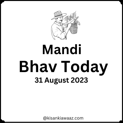 mandi bhav today