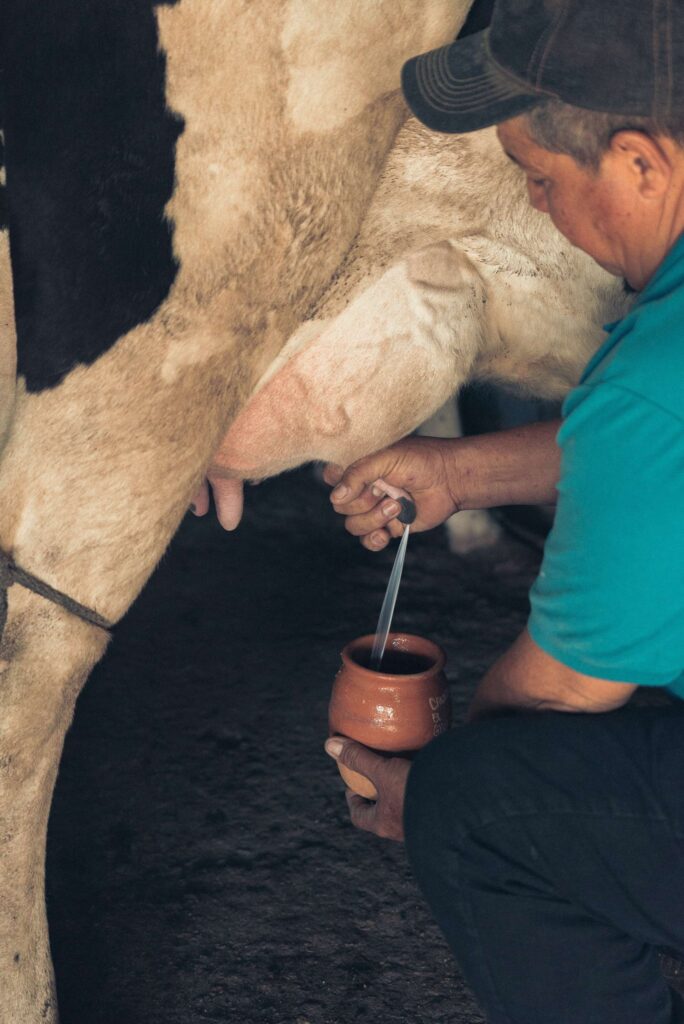 सर्दी में गाय भैंस का दूध कैसे बढ़ाएं जाने कुछ खास नुस्खे 