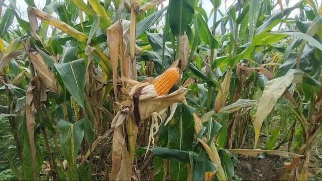 maize disease