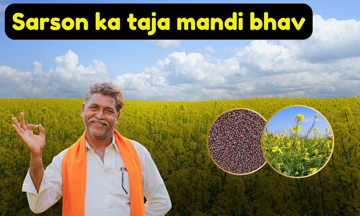 Sarson ka taja mandi bhav