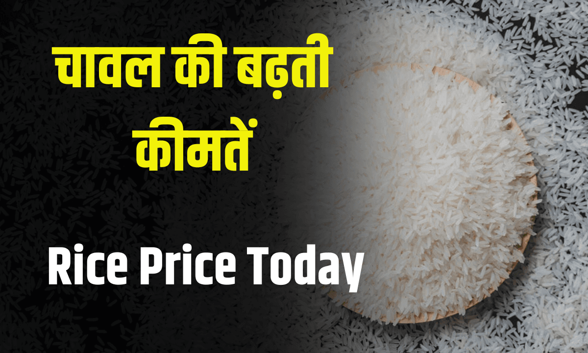 Rice Price Today