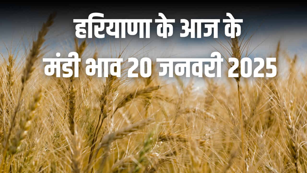 हरियाणा के आज के मंडी भाव 20 जनवरी 2025